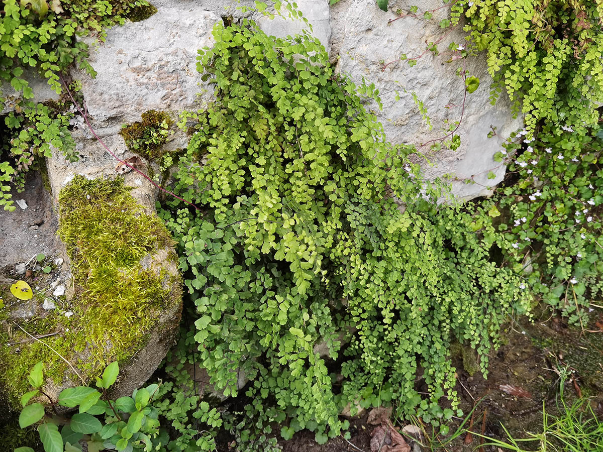 Adiantum capillus-veneris